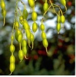 รูปฮ่วยกั๊กจี้(Sophora japonica L fruit.)